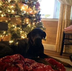 Meet your Posher, Thomas